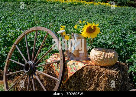 Stillleben Objekte, die für eine saisonale Herbstausstellung im Freien vor einem Baumwoll- und Sonnenblumenfeld auf einer Farm an einem hellen sonnigen Tag im Herbst zusammengestellt wurden Stockfoto