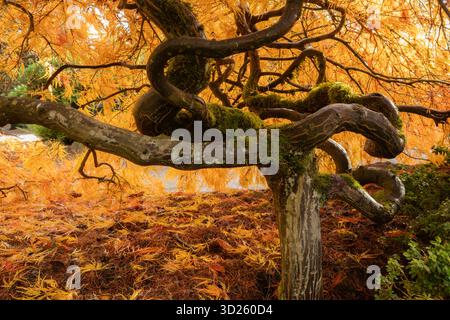 WA28703-00...WASHINGTON - Ein sehr verdrehter Ahornbaum in brillanter Herbstfarbe im Kubota Garden in South Seattle. Stockfoto