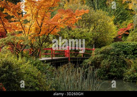 WA28709-00...WASHINGTON - Red Heart Bridge im Herbst, ein Merkmal des Kubota Garden in South Seattle. Stockfoto