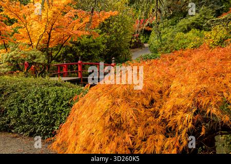 WA28710-00...WASHINGTON - Heart Bridge und brillante Herbstfarben im Kubota Garden in South Seattle. Stockfoto