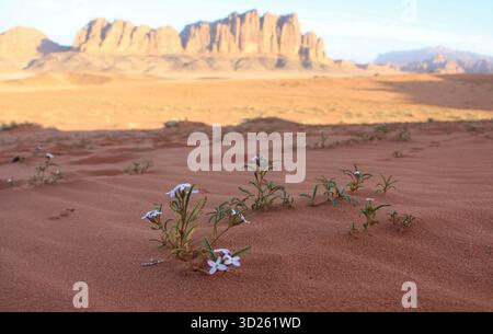 Zarte Blumen wachsen im riesigen Wüstensand Wadi Rum Stockfoto