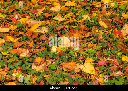 Bunte Herbstblätter in Rot, Gelb und Orange auf grünem Efeu Stockfoto