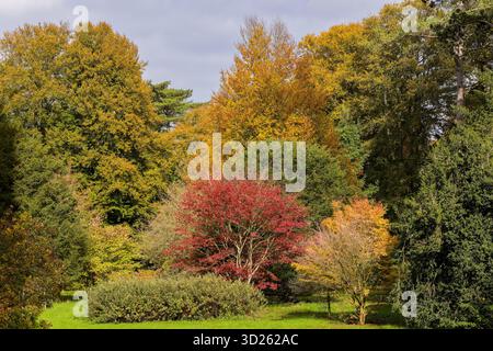 Waldszene im Westonbirt Arboretum im Herbst mit lebhaften saisonalen Farben Stockfoto
