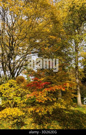 Sonnenlicht filtert durch goldene und rote Ahornblätter während der Herbstsaison Stockfoto