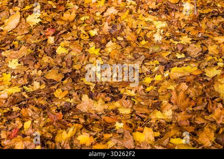 Farbenfroher Teppich mit herbstlichen Blättern in Gelb-, Orange- und Brauntönen Stockfoto