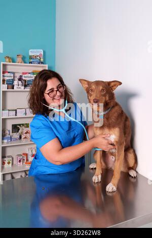 Tierärztin untersucht einen braunen Hund auf einem Metalltisch in einer Tierklinik mit Tierprodukten auf Regalen im Hintergrund Stockfoto