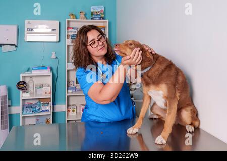Tierarzt untersucht einen braunen Hund auf einem Untersuchungstisch in einer Tierklinik mit medizinischem Zubehör im Hintergrund Stockfoto