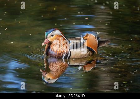 Die Mandarinenente (Aix galericulata), die im See schwimmt, der Wasservogel in der Familie Anatidae. Stockfoto