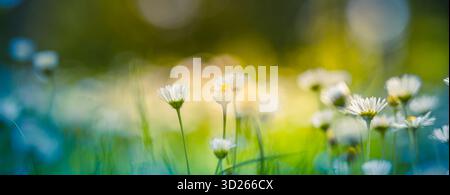 Traumhafte Gänseblümchen Makro Nahaufnahme weiche Bokeh grün blaue Wiese Sonnenlicht idyllischer Frühling Natur Hintergrund zarte Wildblumenfeld ruhig im Freien Stockfoto