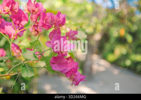 Schöne Bougainvillea Blumen mit verschwommenem künstlerischen tropischen Natur Hintergrund und üppigem Blumenlaub Stockfoto