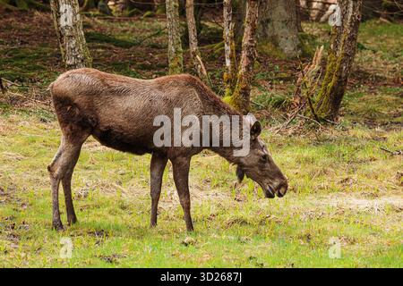 Elch (in Nordamerika) oder Elch (in Eurasien) Stockfoto