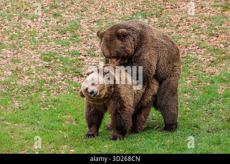 Braunbär (Ursus arctos) männlich mit weiblich Stockfoto
