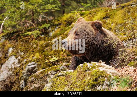 Braunbär (Ursus arctos) Detail des Kopfes hinter dem Felsen Stockfoto