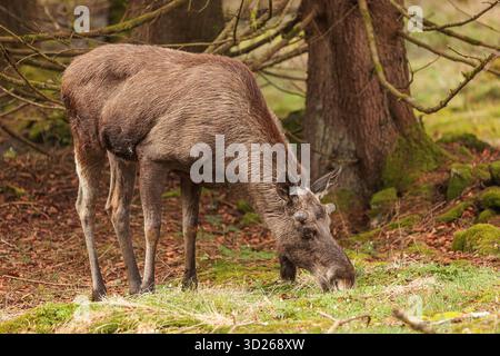Elch (in Nordamerika) oder Elch (in Eurasien) Stockfoto