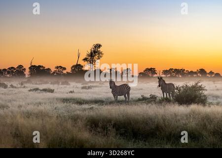 Zwei Zebras stehen an einem kühlen Morgen auf freiem Gelände; es gibt viel Feuchtigkeit und Nebel in der Luft. Okavangodelta, Kwara Concession, Botswana. Stockfoto