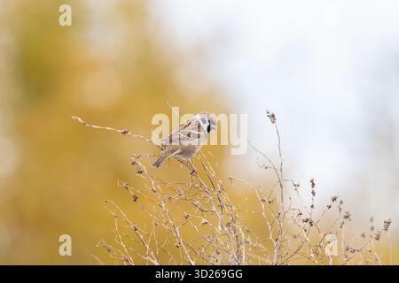 Ein männlicher eurasischer Baumpatzen, Passer montanus, der auf einem Zweig von trockenem Gras thront Stockfoto