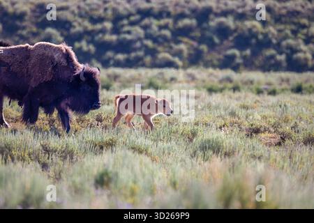 Bisonkalb, bekannt als Roter Hund, steht an einem Morgen im Yellowstone National Park, Wyoming, USA, neben seiner Mutter Stockfoto