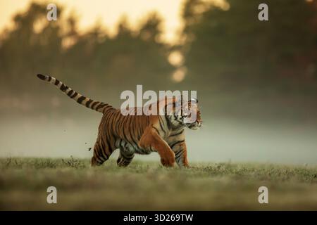 Sibirischer Tiger (Panthera tigris tigris), der früh am Morgen durch das nasse Gras mit Nebel läuft Stockfoto