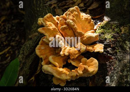 Hühnchen aus dem Wald Pilz, hell orange Pilz wächst auf Baumstämmen im Wald an einem sonnigen Nachmittag Stockfoto