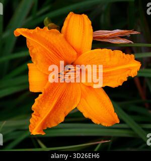 Nahaufnahme der orangengelben Einzelblume der krautigen Staudenblüte Hemerocallis, die Tageslicht brennt. Stockfoto