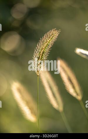 Gras auf einer Wiese im ländlichen Sussex, mit geringer Tiefe des Feldes Stockfoto