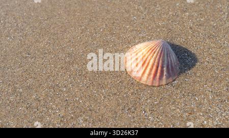 Einzelne Limettenschale am Strand mit negativem Platz für Text oder Banner Stockfoto