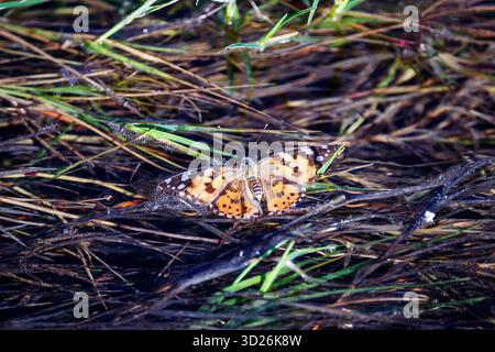 Eine detaillierte Makroaufnahme eines lebendigen Schmetterlings, wahrscheinlich einer bemalten Dame (Vanessa cardui), mit offenen Flügeln, die auf dunklem, nassem Gras und Trümmern in der Nähe ruhen Stockfoto