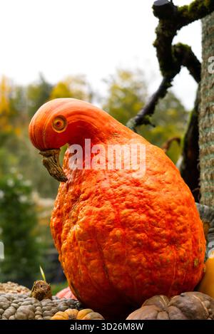 Ein Vogel aus einem Kürbis Stockfoto