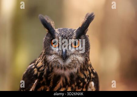 Eurasische Uhu (Bubo bubo) Nahporträt Stockfoto