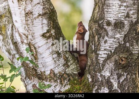 Buchenmarder (Martes foina), auch Steinmarder genannt, ist in den Ästen der Birke zu finden Stockfoto