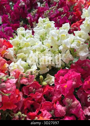 Antirrhinum majus snapdragon bunte Blumen Stockfoto