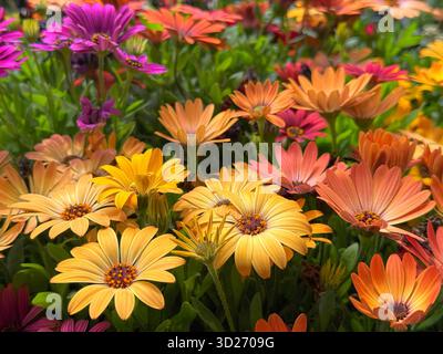 Osteospermum, auch bekannt als African Gänseblümchen, Cape Gänseblümchen Stockfoto