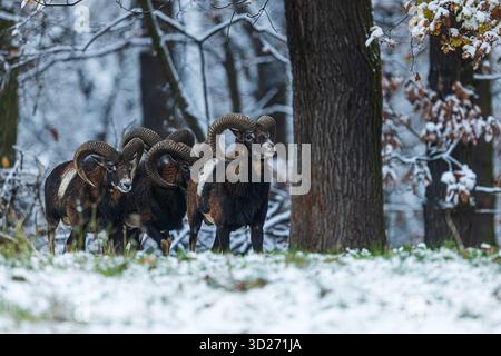 Europäischer Mufflon (Ovis aries musimon) die Herde kommt aus dem Wald Stockfoto