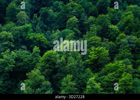 Dichter Wald, ein Ökosystem, das durch eine hohe Dichte an Bäumen gekennzeichnet ist Stockfoto