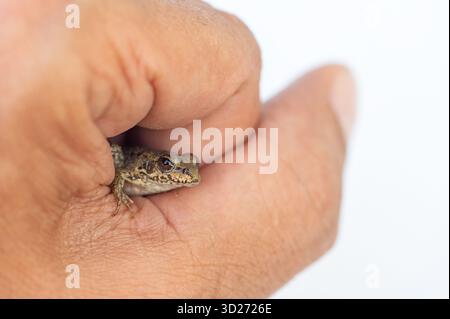 Ein kleiner Frosch in der Hand eines Menschen. Ein winziger brauner Frosch schaut aus der geschlossenen Palme einer Person. Weißer Hintergrund. Stockfoto