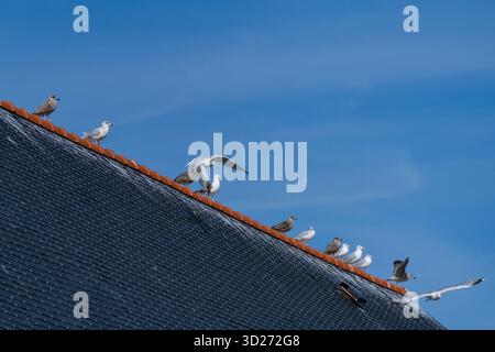 Möwen über einem Dach in Bretagne, Frankreich Stockfoto