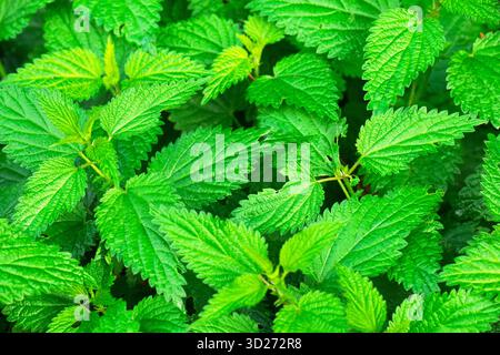 Ein Haufen grüner Minzblätter mit vielen Adern. Die Blätter sind sehr grün und sehr nah beieinander Stockfoto