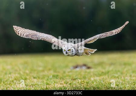 Männliche Großhorneule (Bubo virginianus), auch bekannt als Tigereule im Flug Stockfoto