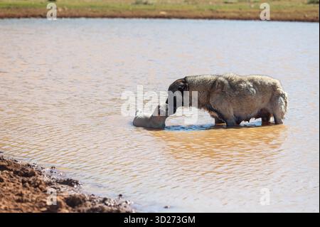 Ein großer Schäferhund (Kangal/Anatolian Shepherd Dog) mit seinem Welpen in einem Teich. Ländlich, Mutter- und Welpenliebe, natürliches Leben. Stockfoto