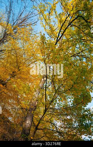 Ein Baum mit gelben und braunen Blättern. Der Baum ist mitten in einem Wald Stockfoto