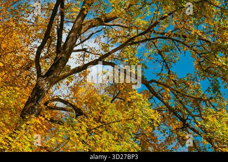 Ein Baum mit gelben und braunen Blättern. Die Blätter sind auf dem Baum und der Himmel ist blau Stockfoto