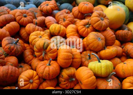 Orange Kürbisse Hintergrund, Herbstmarkt und Farm Harvest Display Stockfoto