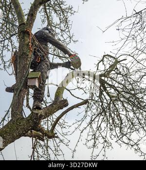 Ein Baumchirurg, der Äste von einem alten Baum schneidet Stockfoto