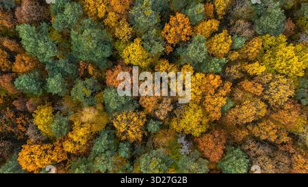 Ein Luftbild von oben nach unten von einem dichten Wald im Herbst, das eine Mischung aus grünen, gelben, orangen und braunen Bäumen zeigt. Stockfoto