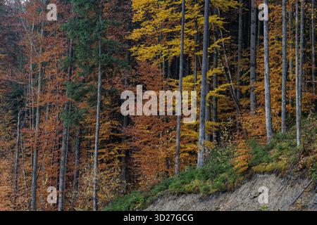 Farbenfroher Herbstwald auf einem Hügel mit Buchen- und Nadelholzstämmen, goldenen Blättern und reichen Texturen, malerischer Waldhintergrund. Stockfoto