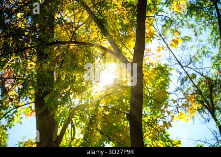 Die Sonne scheint durch die Blätter eines Baumes und schafft eine warme und einladende Atmosphäre. Konzept von Frieden und Ruhe, wie das Sonnenlicht das filtert Stockfoto