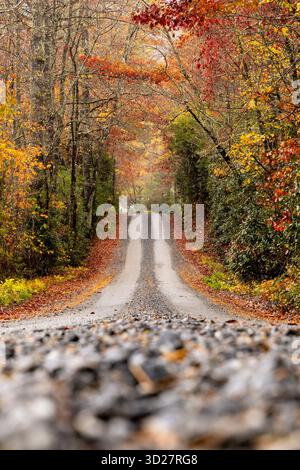 Straße durch rostiges Herbstlaub - in der Nähe von Brevard, North Carolina, USA Stockfoto