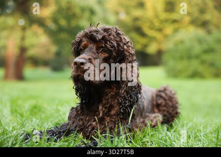 Wunderschöner irischer Wasserspaniel-Hund im Park Stockfoto