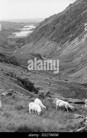 Dieses Bild ist in der dramatischen Landschaft des Snowdonia National Park, Wales, aufgenommen und zeigt ein zerklüftetes, bergiges Gelände mit steilen Hängen und freiliegenden Felsformationen. Eine gewundene Straße schlängelt sich durch das Tal und bietet einen Blick auf die berühmte Lleyn Peninsula und die weitläufigen Gewässer der Cardigan Bay. Die Szene veranschaulicht die wilde Schönheit des Parks und ist ein Zeugnis der einzigartigen geologischen Besonderheiten der Region. Stockfoto