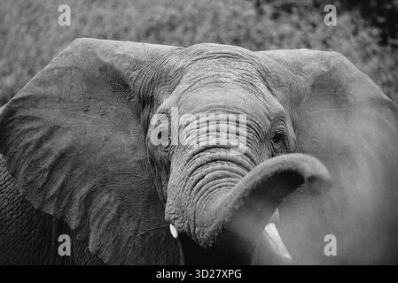 Der Lake Manyara Nationalpark in Tansania bietet eine einzigartige Gelegenheit, ein blühendes Ökosystem zu beobachten, einschließlich einer großen Elefantenpopulation. Dieses Bild zeigt einen afrikanischen Elefanten aus nächster Nähe und hebt die faltige Haut und die beeindruckende Größe des Tieres hervor. Der Park ist bekannt für seine vielfältige Tierwelt, darunter Löwen, Paviane und eine bemerkenswerte Auswahl an Vogelarten, was ihn zu einem erstklassigen Reiseziel für Safarifans macht. Stockfoto